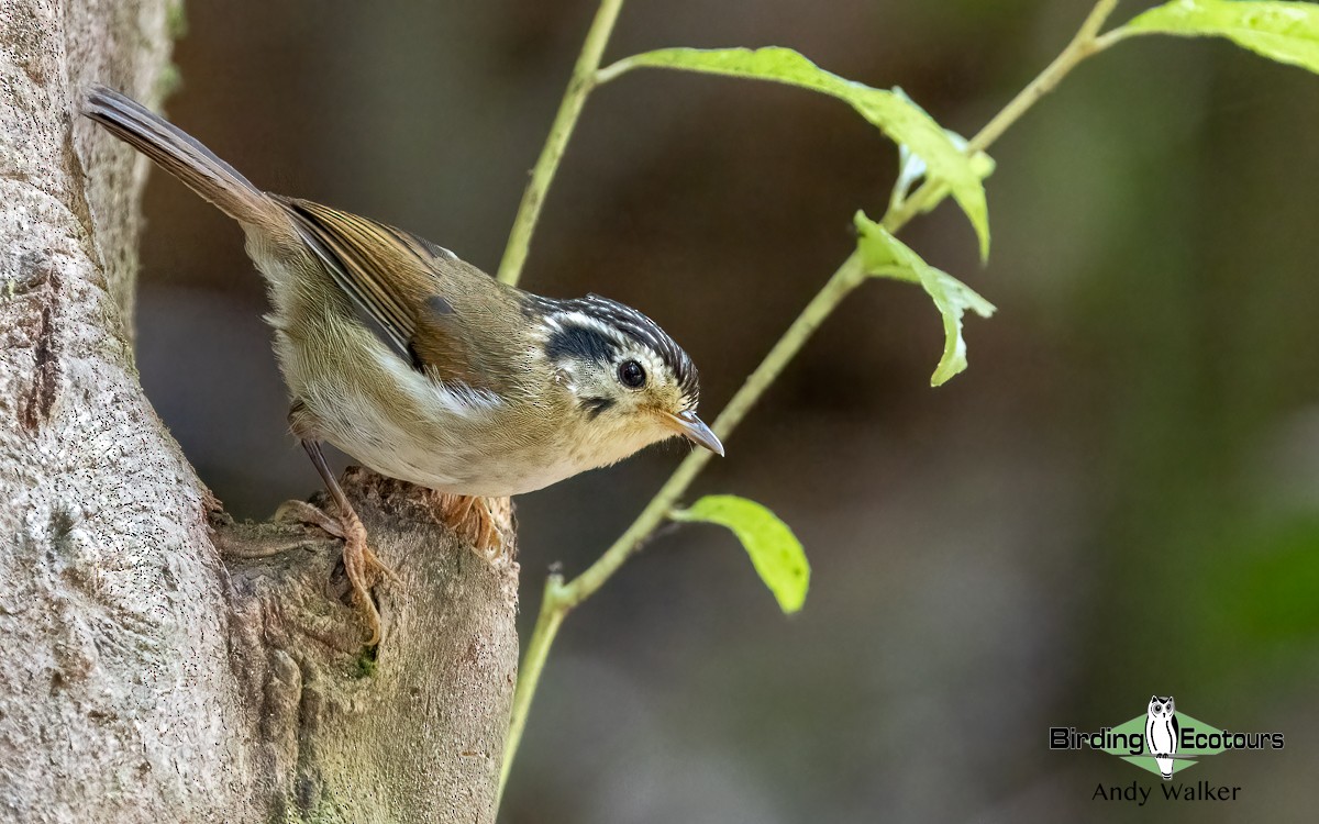 Black-crowned Fulvetta - ML620740397