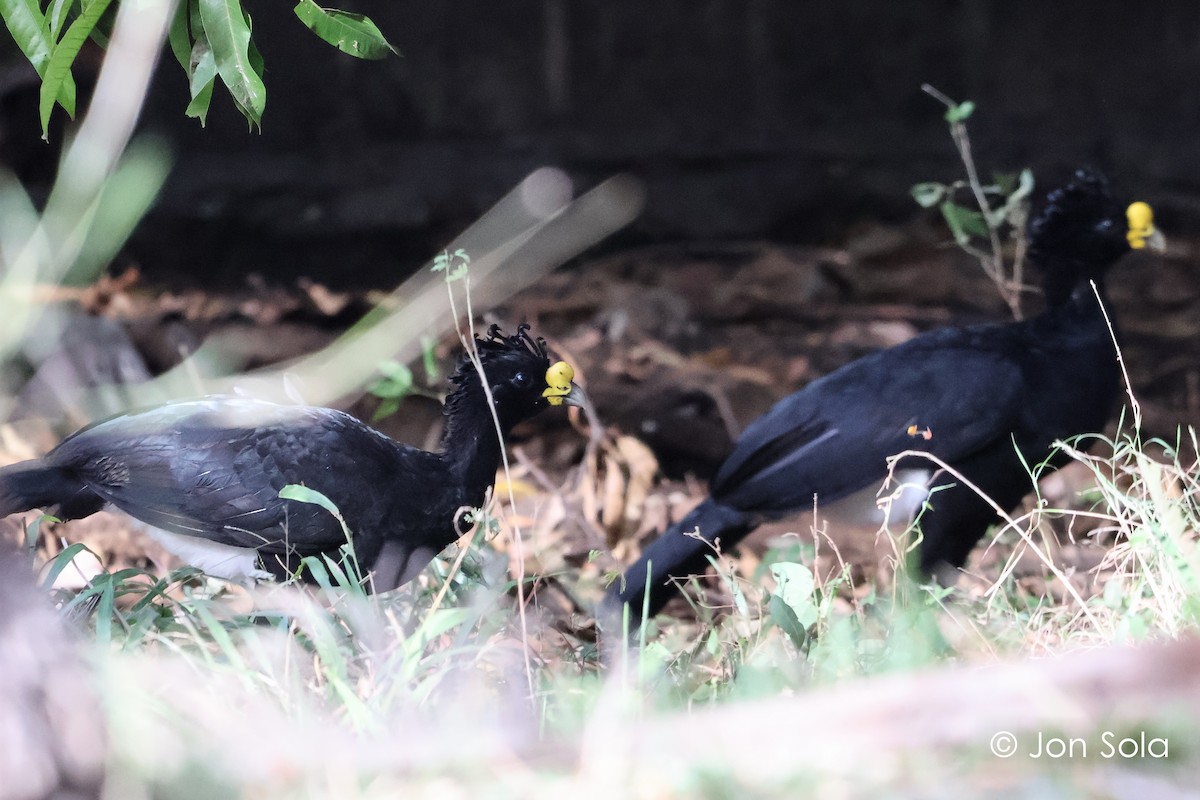 Great Curassow - ML620740398