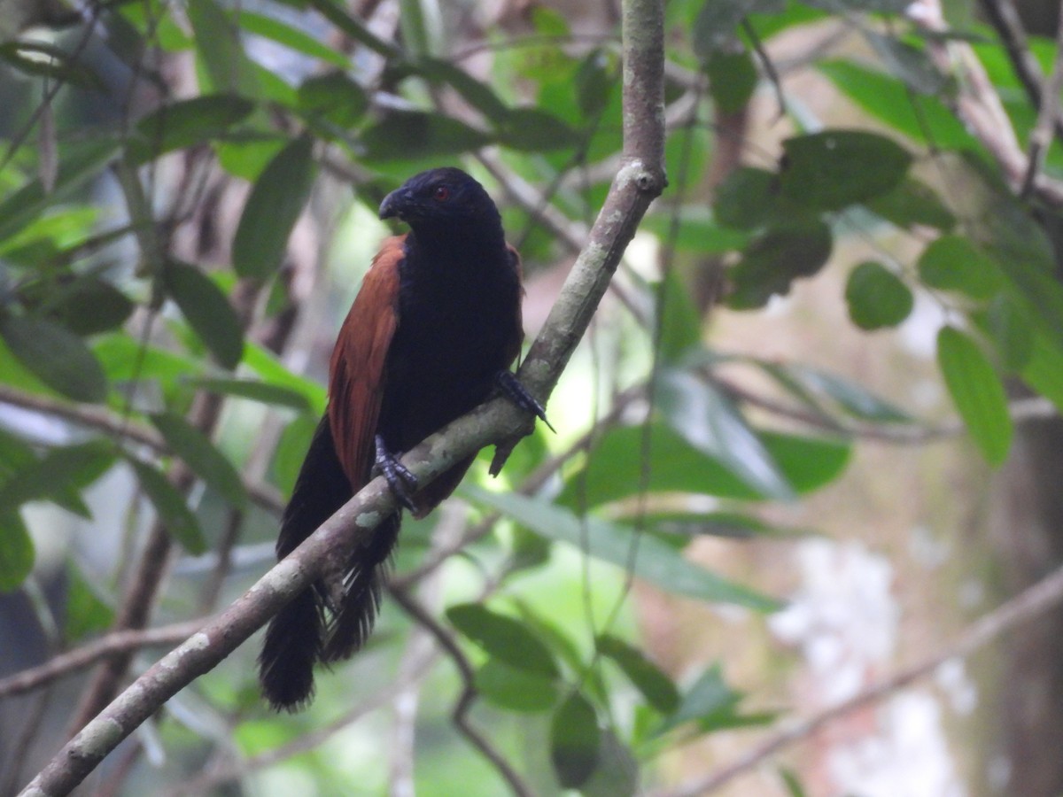 Greater Coucal - ML620740401