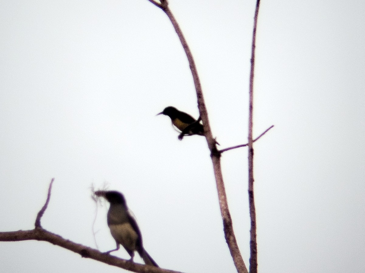 Brown-throated Sunbird - ML620740405