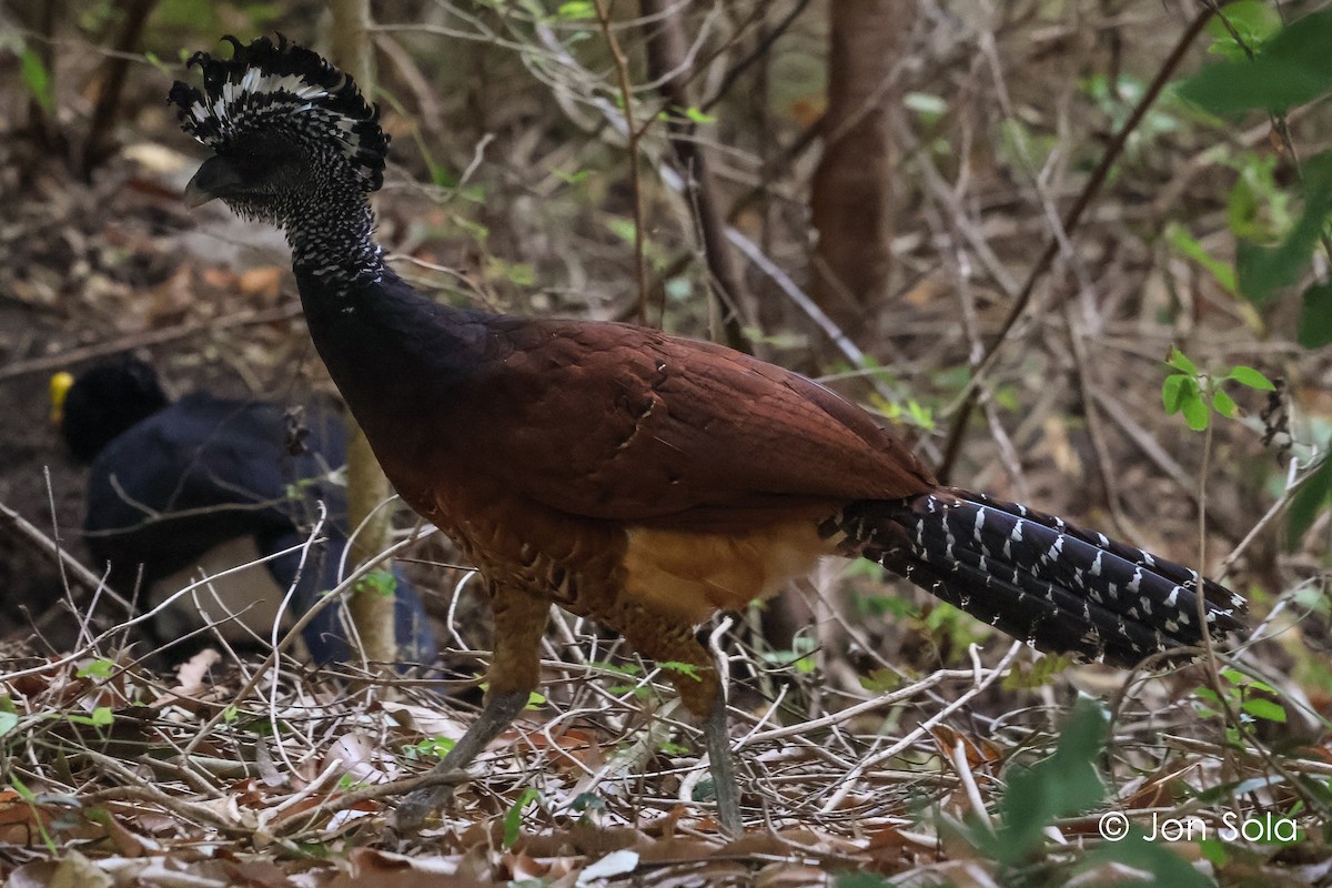 Great Curassow - ML620740407