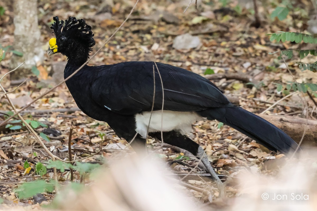 Great Curassow - ML620740412