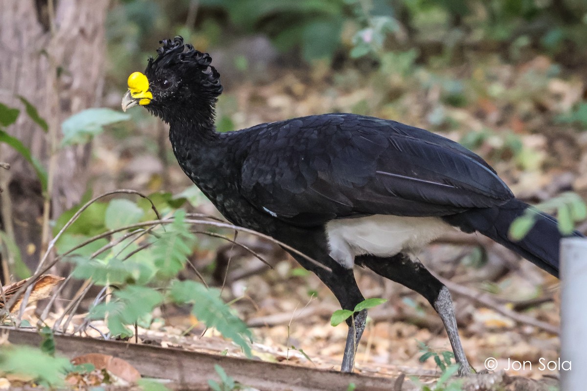 Great Curassow - ML620740415