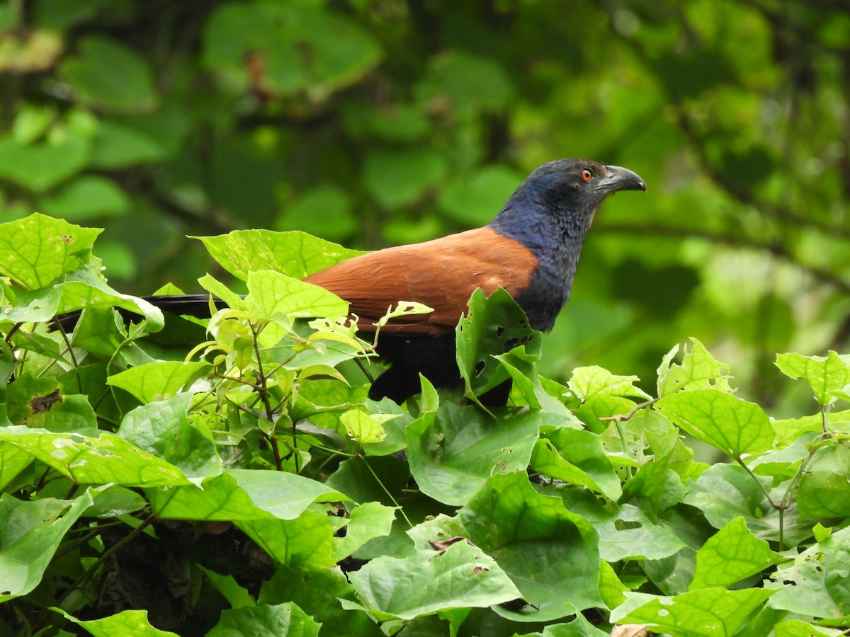 Greater Coucal - ML620740419