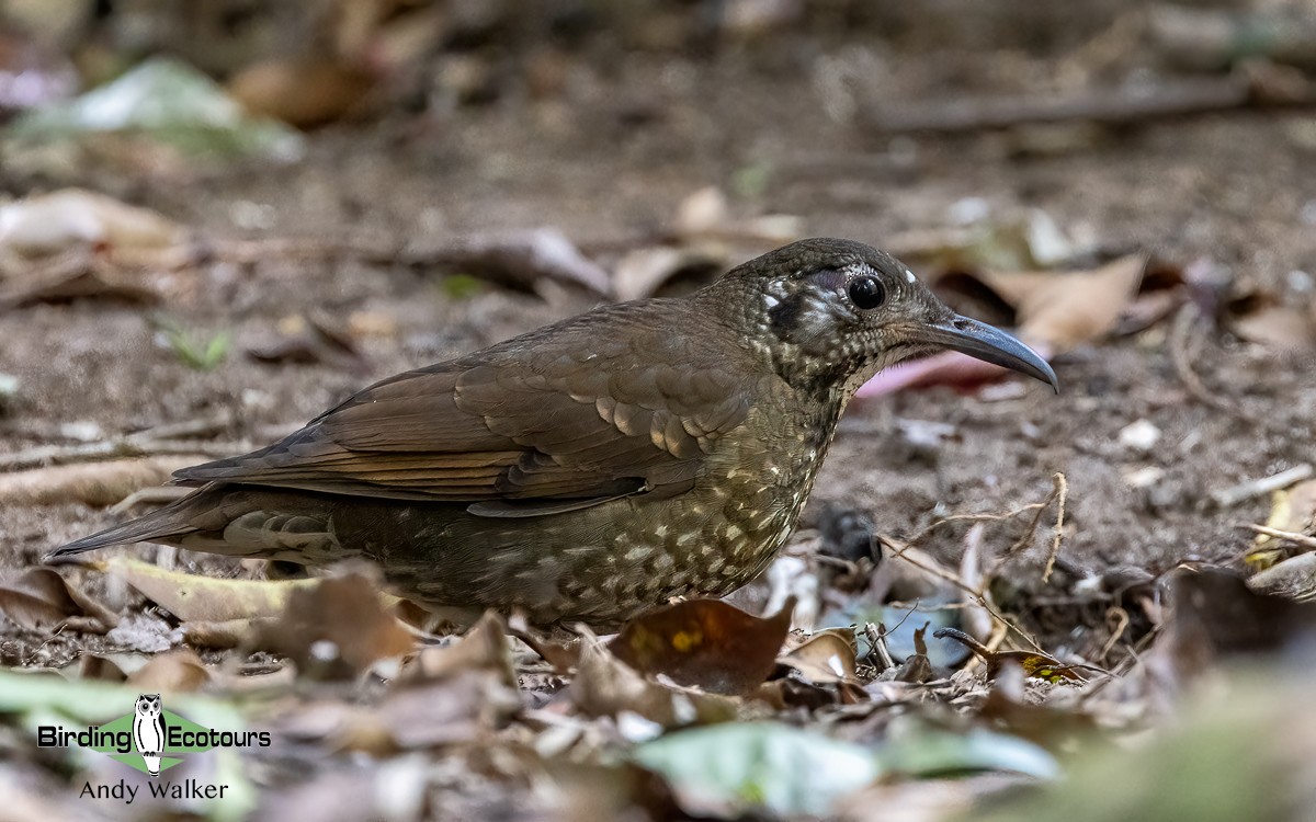 Dark-sided Thrush - ML620740420