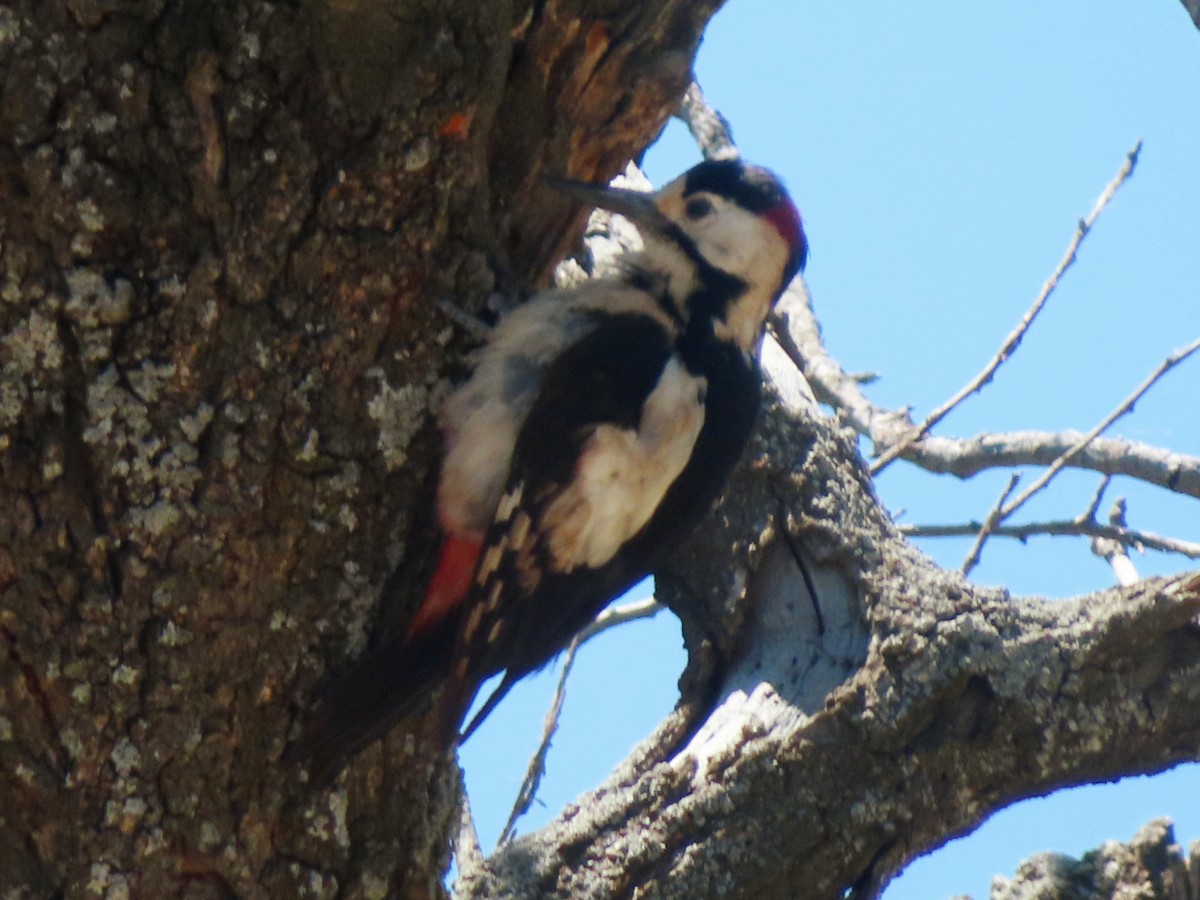 Syrian Woodpecker - ML620740422