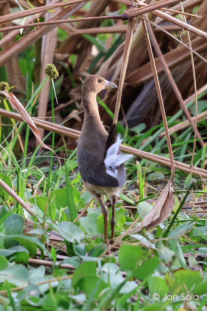 Purple Gallinule - ML620740431