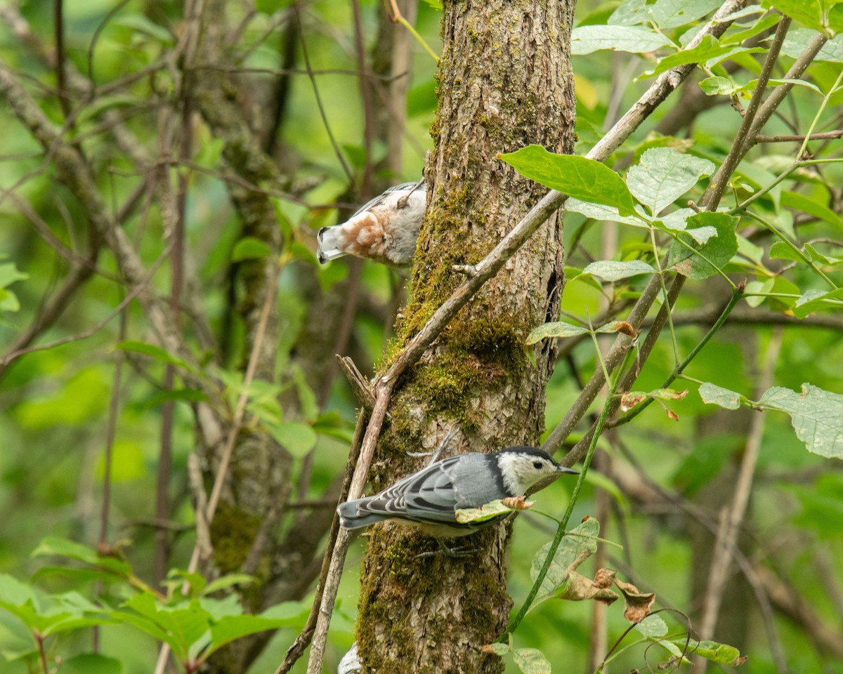 Sittelle à poitrine blanche - ML620740434