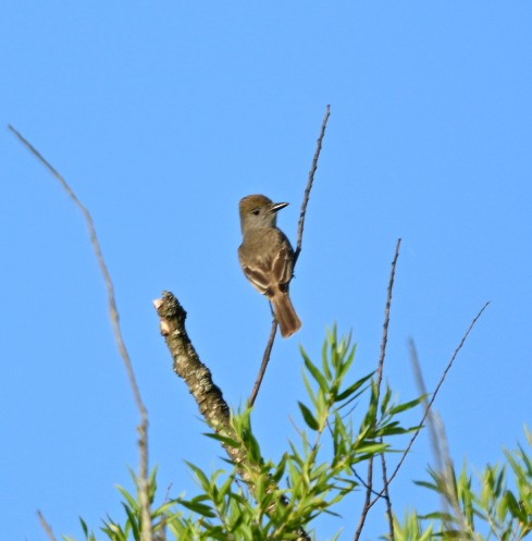 Great Crested Flycatcher - ML620740435