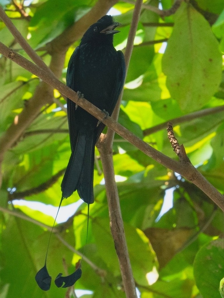 Greater Racket-tailed Drongo - Chee Keong Chan