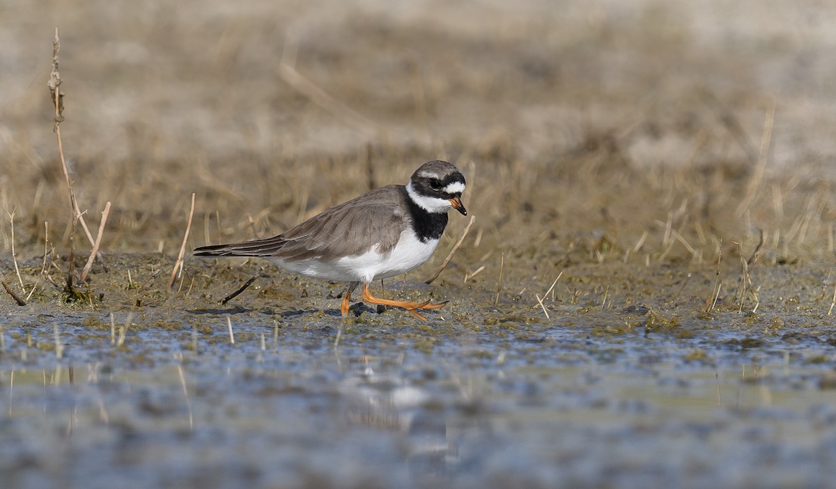 Common Ringed Plover - ML620740437