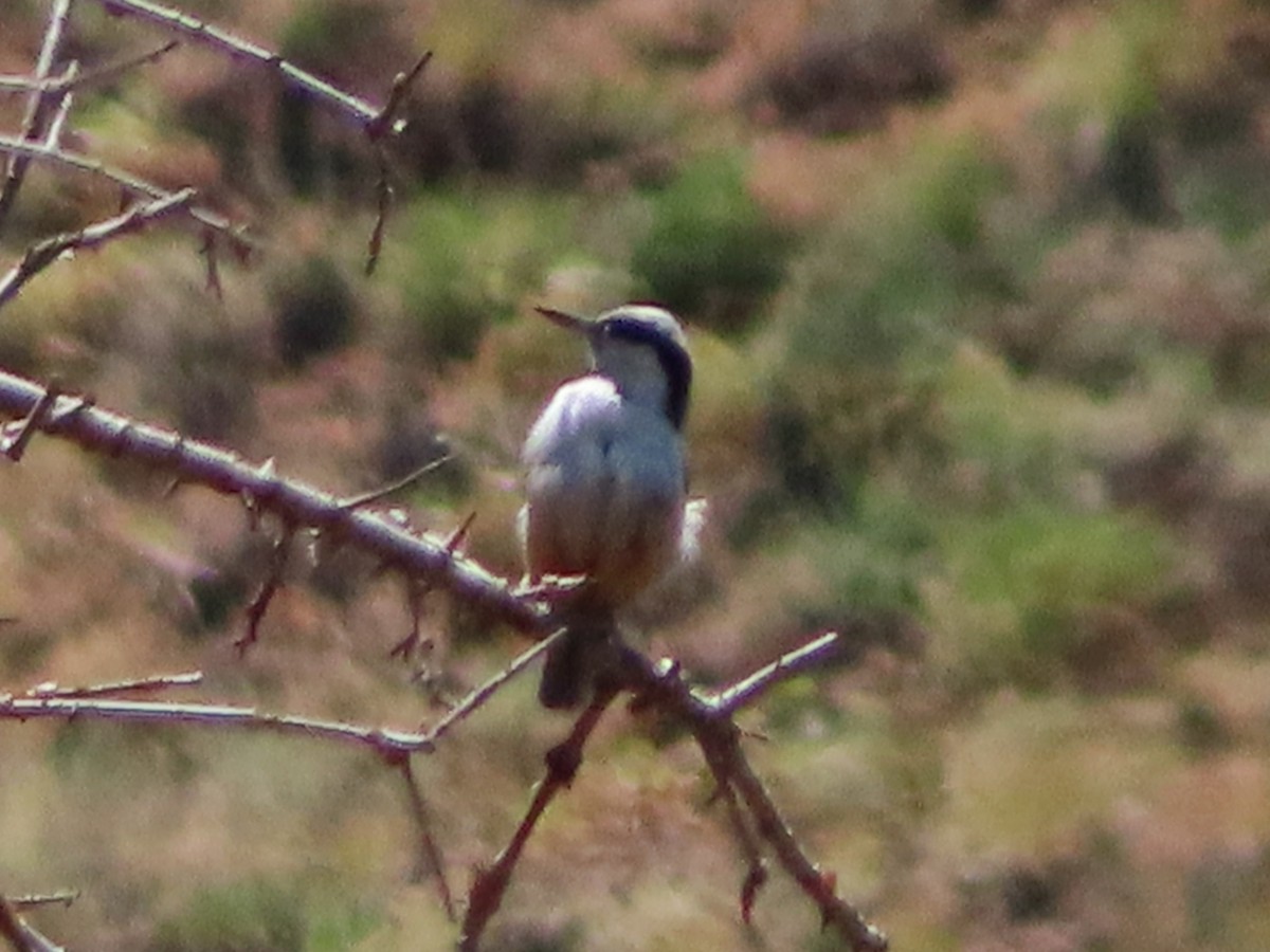 Eastern Rock Nuthatch - ML620740439