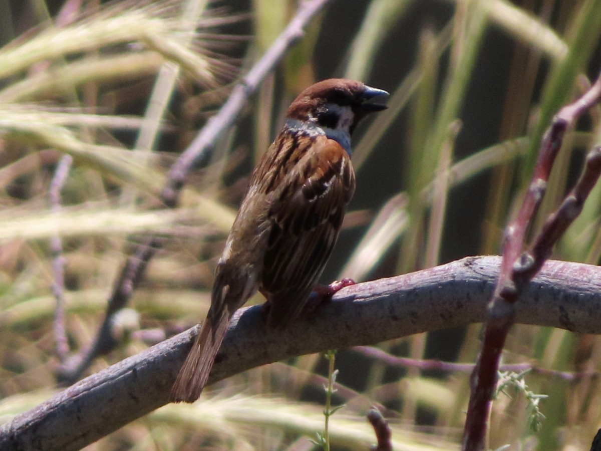 Eurasian Tree Sparrow - ML620740451