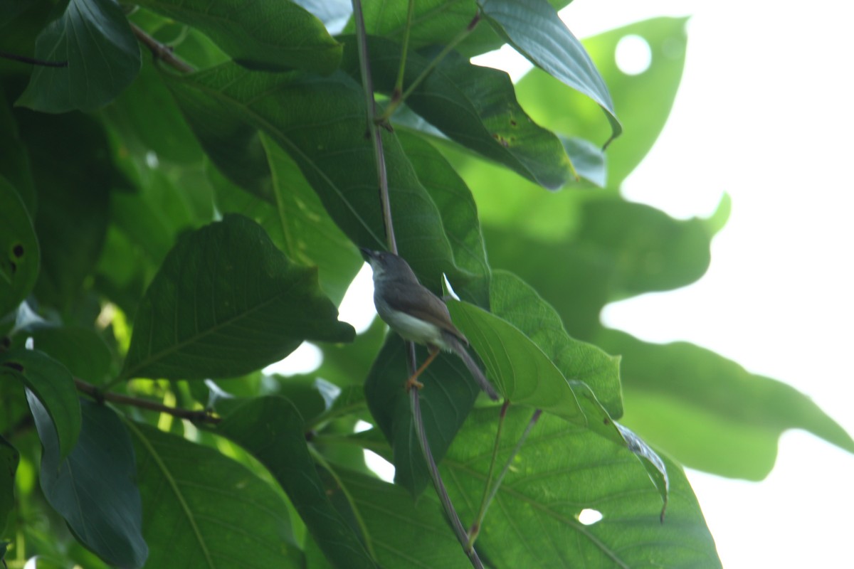 Prinia de Hodgson - ML620740452