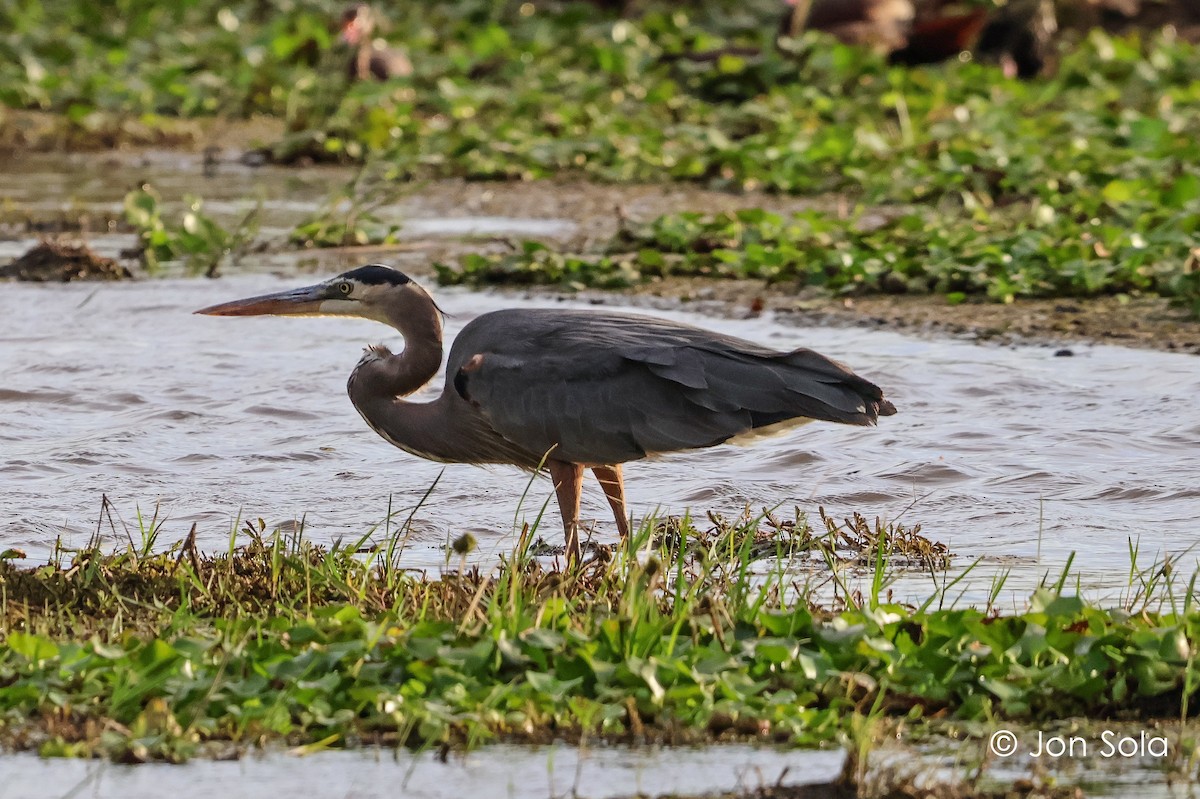 Great Blue Heron - Jon  Sola