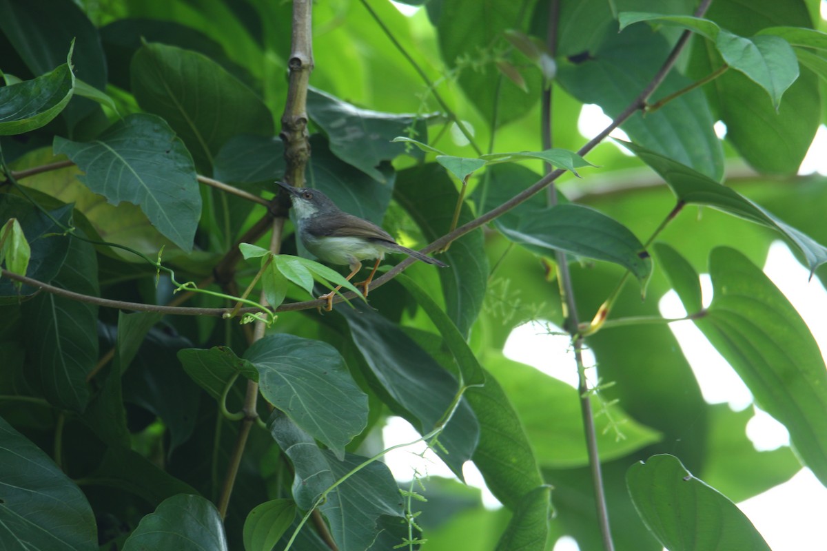 gråbrystprinia - ML620740455