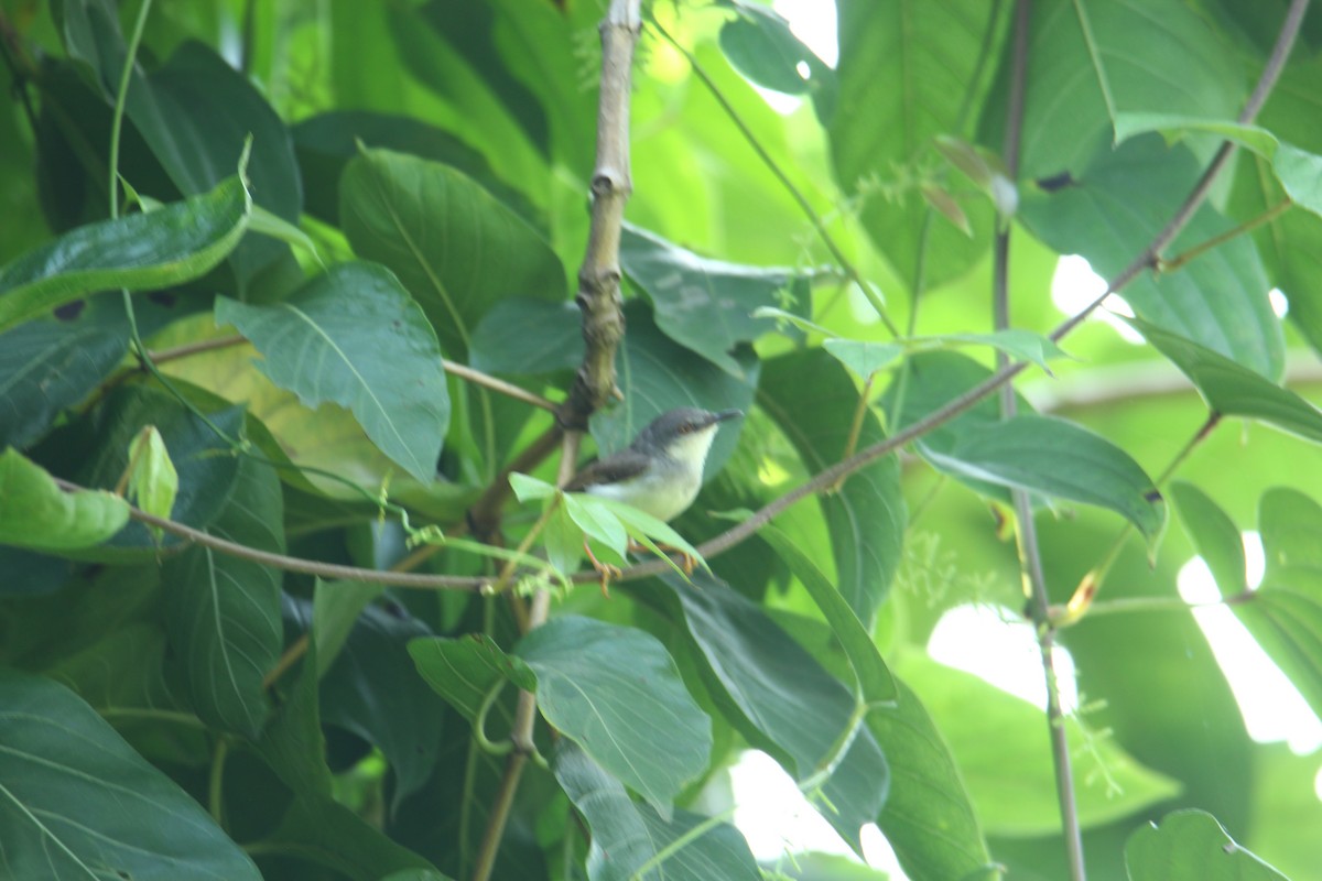 gråbrystprinia - ML620740456