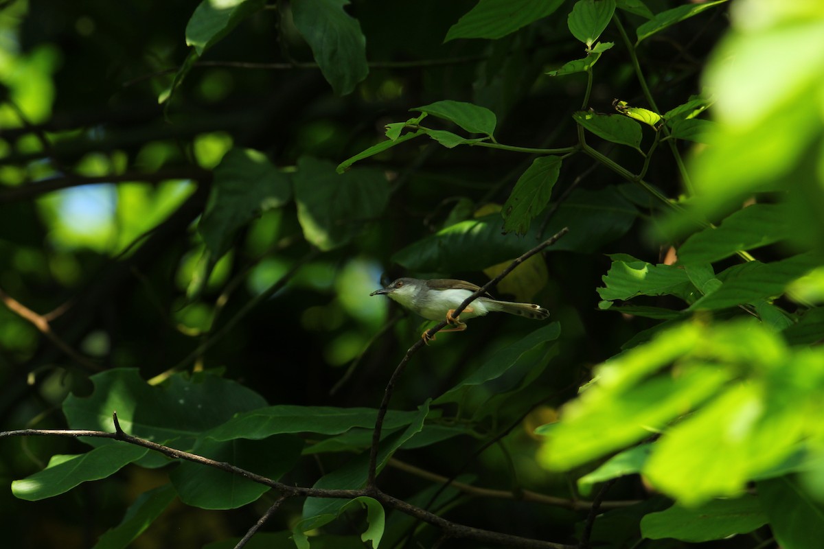 Gray-breasted Prinia - ML620740459