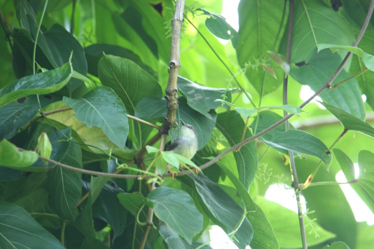 gråbrystprinia - ML620740460