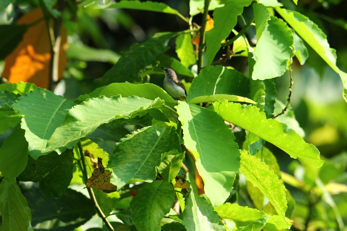 gråbrystprinia - ML620740461