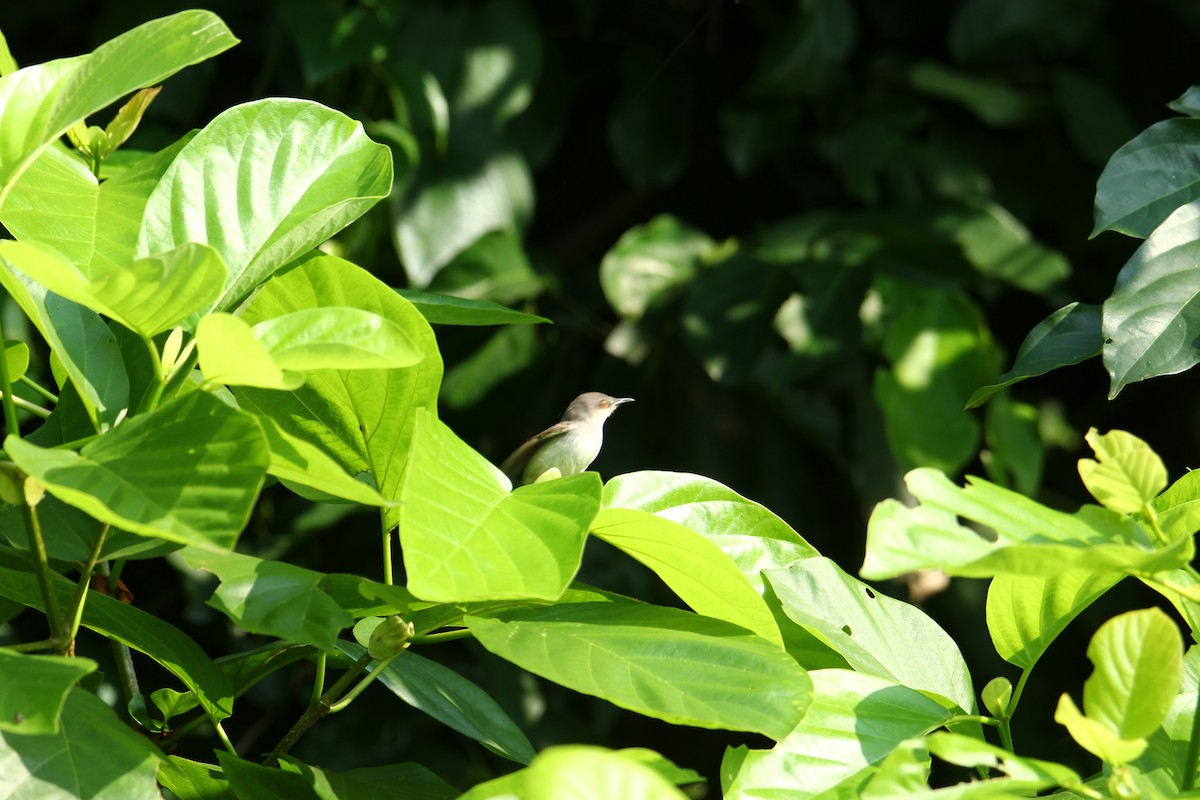 gråbrystprinia - ML620740462