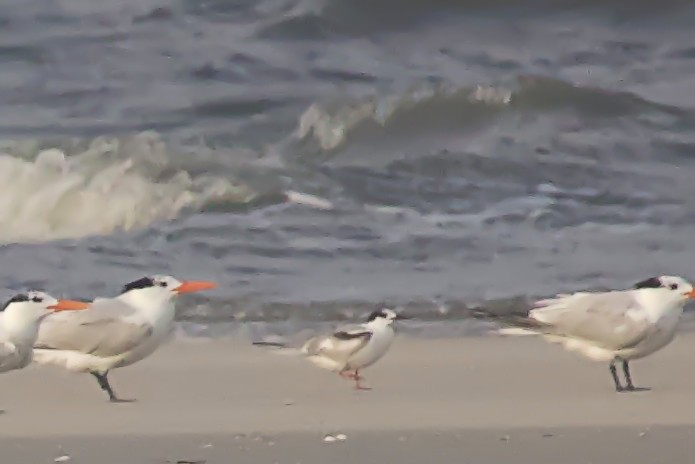 Common Tern - ML620740464