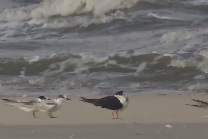 Common Tern - Tibbett Speer