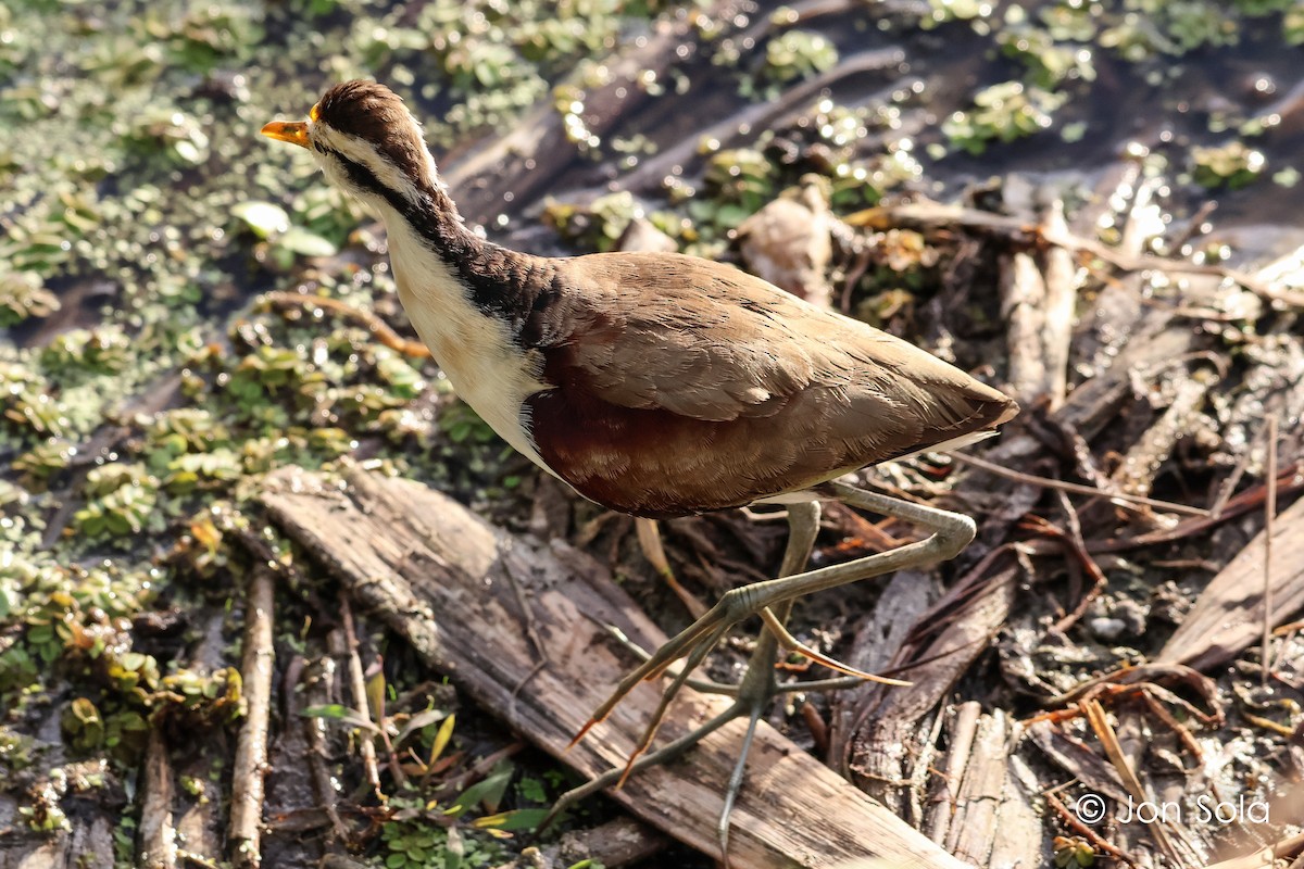 Northern Jacana - ML620740469