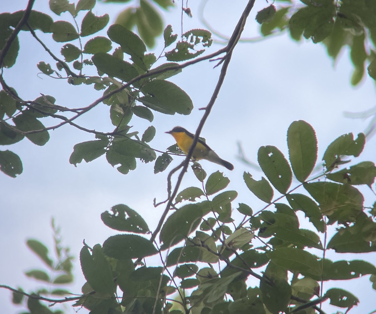 Yellow-rumped Flycatcher - ML620740470