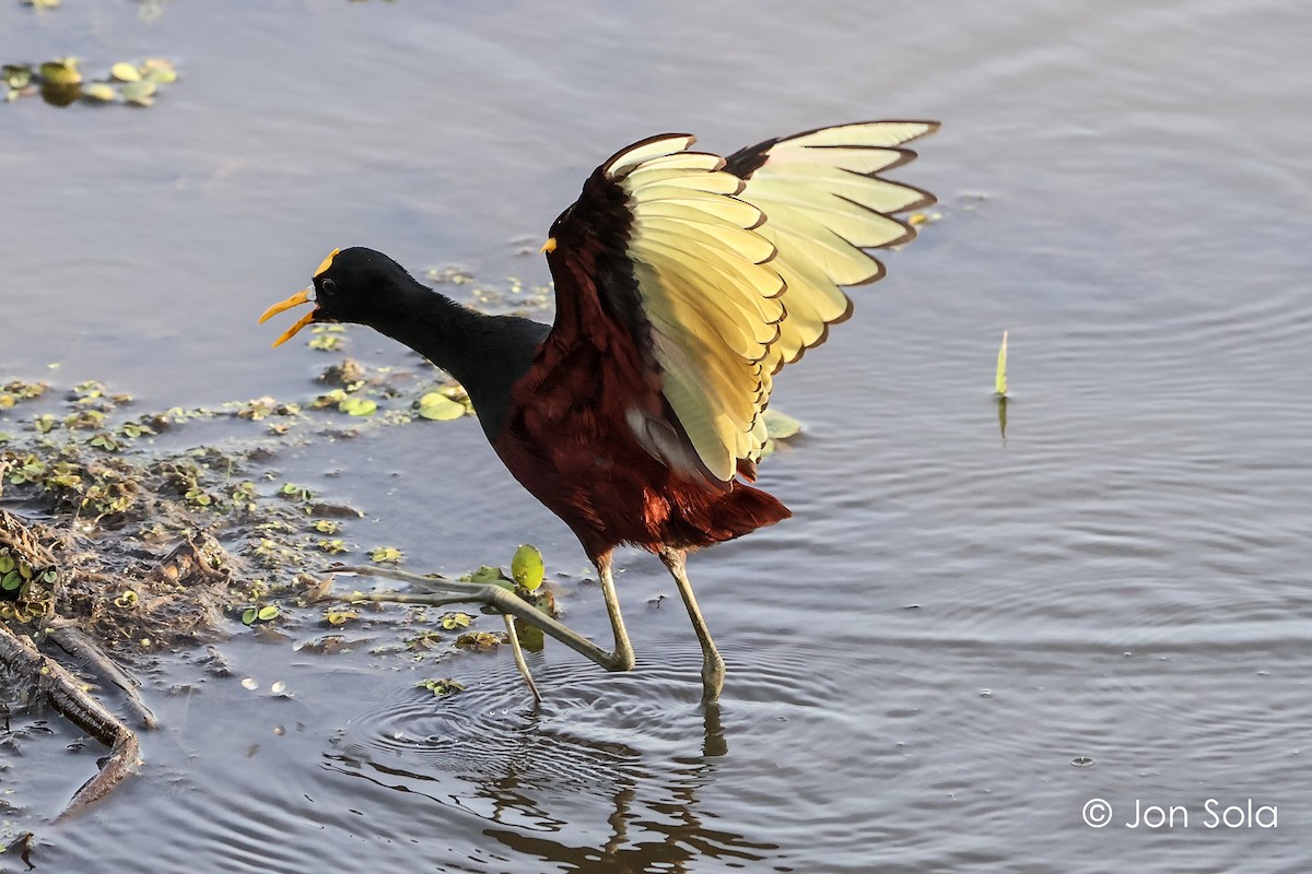 Northern Jacana - Jon  Sola