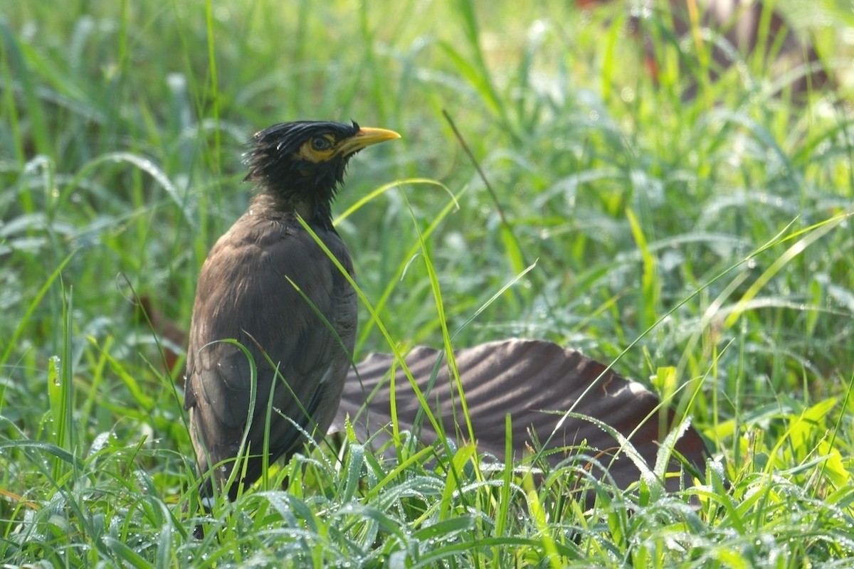 Common Myna - ML620740475