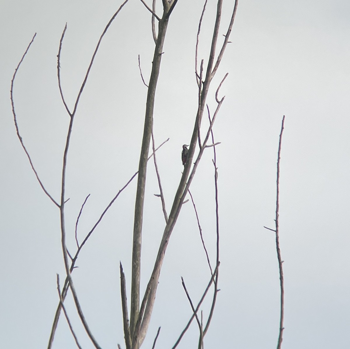 Great Spotted Woodpecker - ML620740479