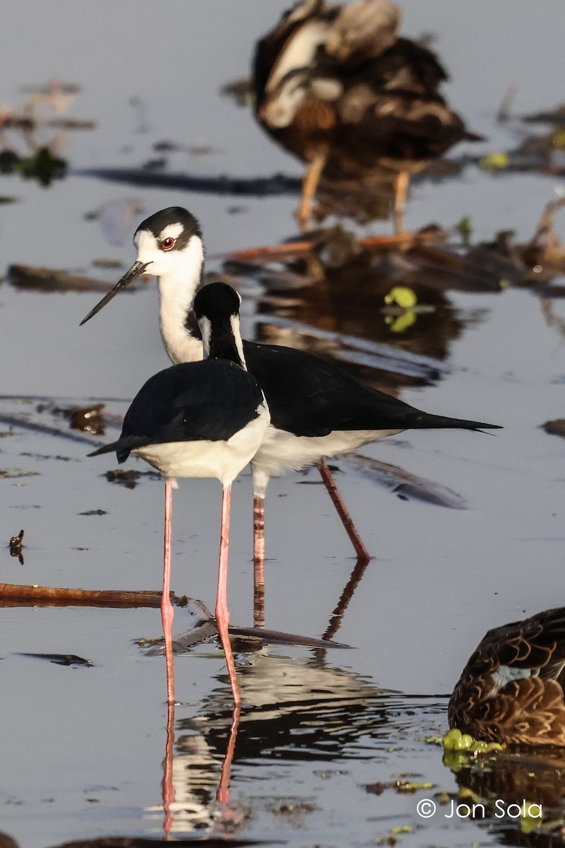 Black-necked Stilt - ML620740481