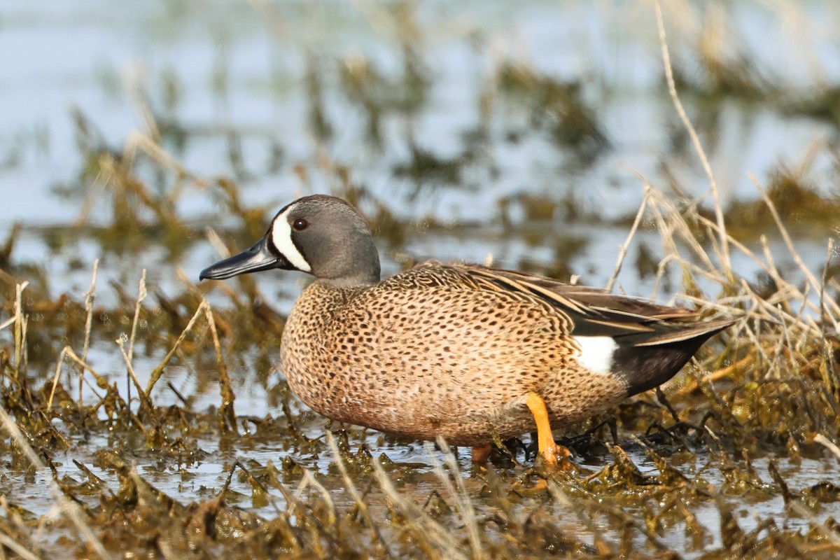 Blue-winged Teal - ML620740501