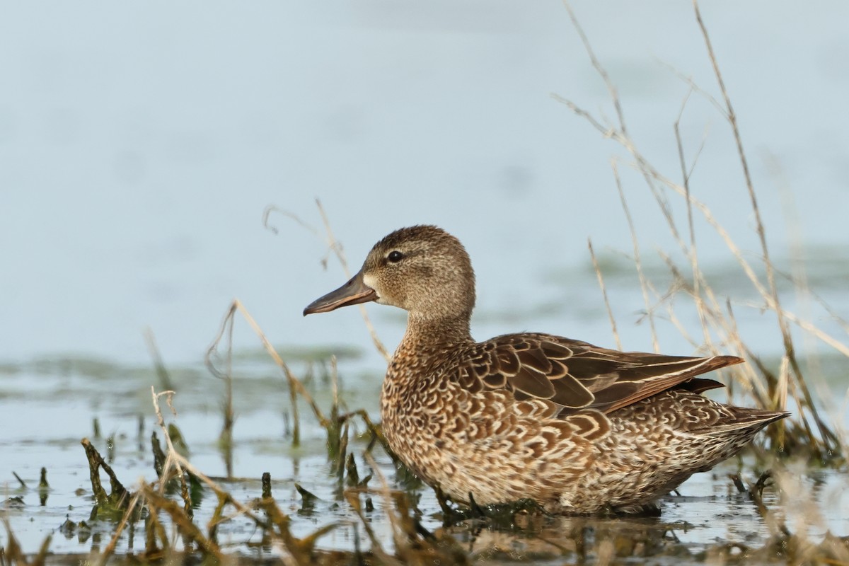 Blue-winged Teal - ML620740502