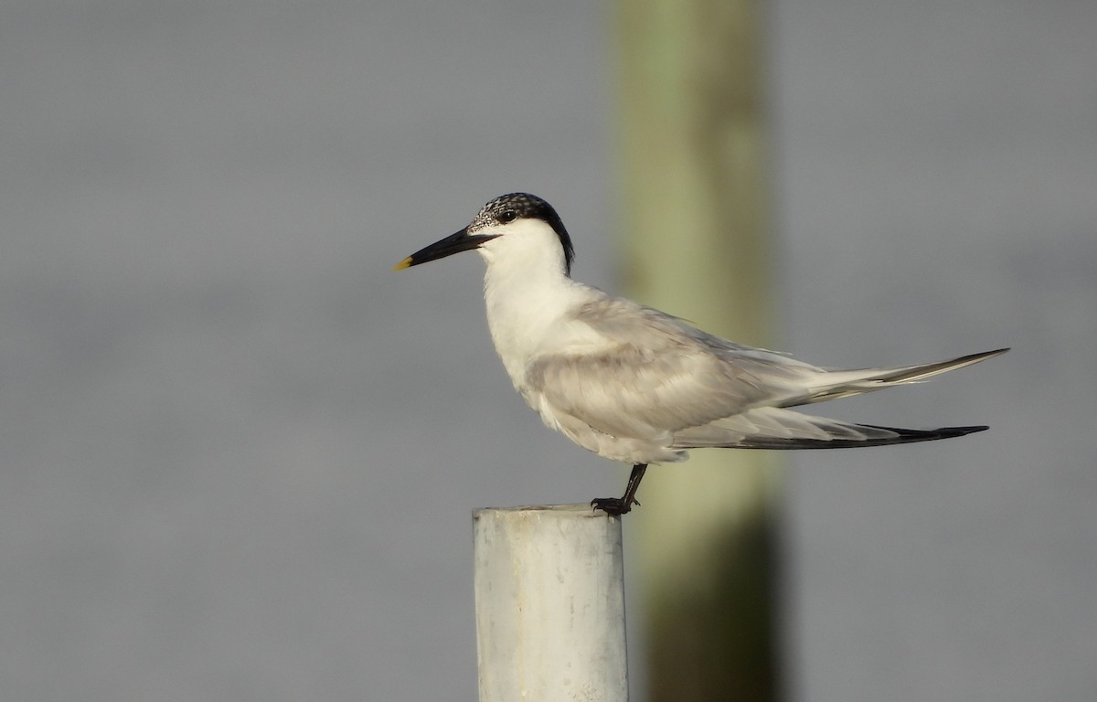 Sandwich Tern - ML620740504