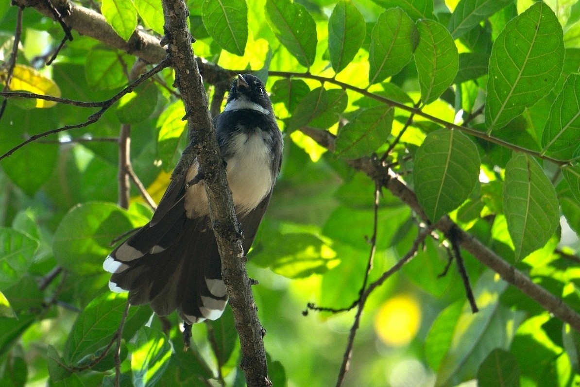 Malaysian Pied-Fantail - ML620740506