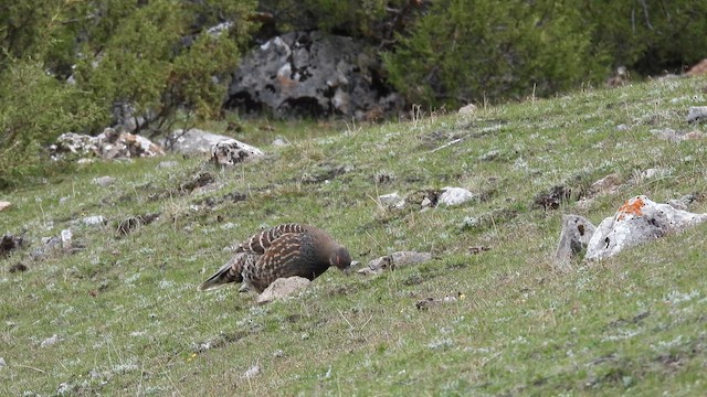 Buff-throated Monal-Partridge - ML620740512