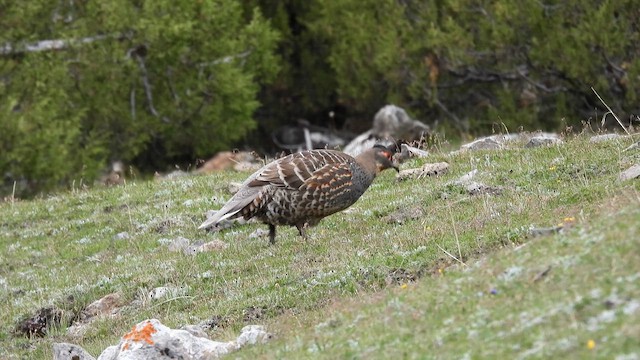 Buff-throated Monal-Partridge - ML620740513