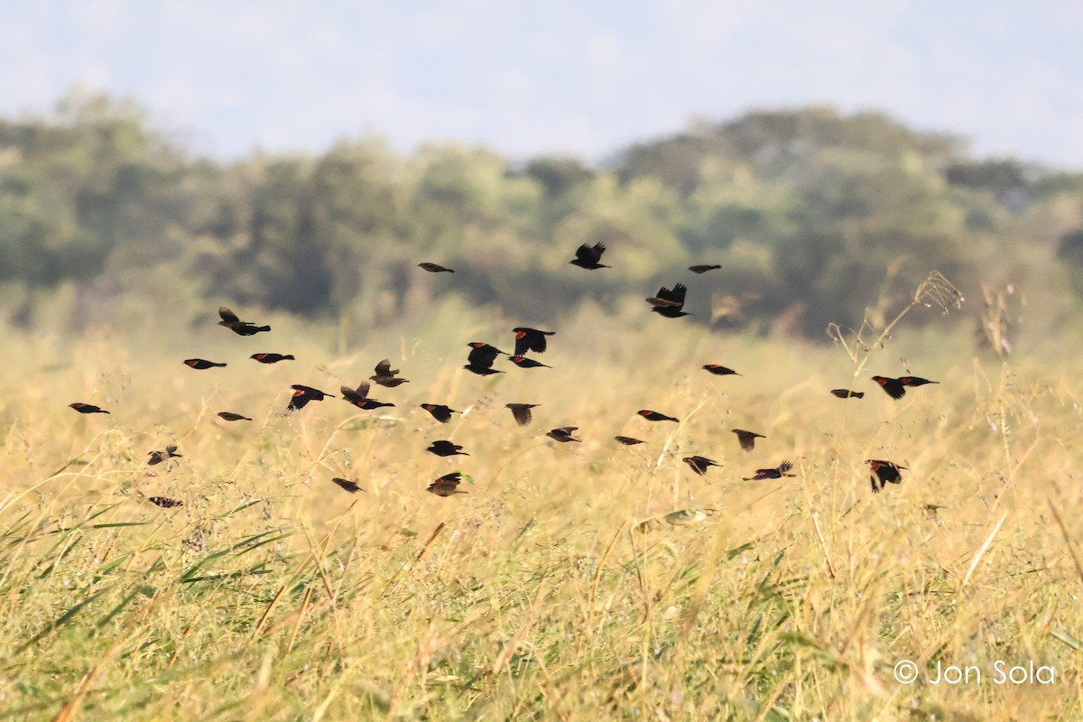 Red-winged Blackbird - ML620740514