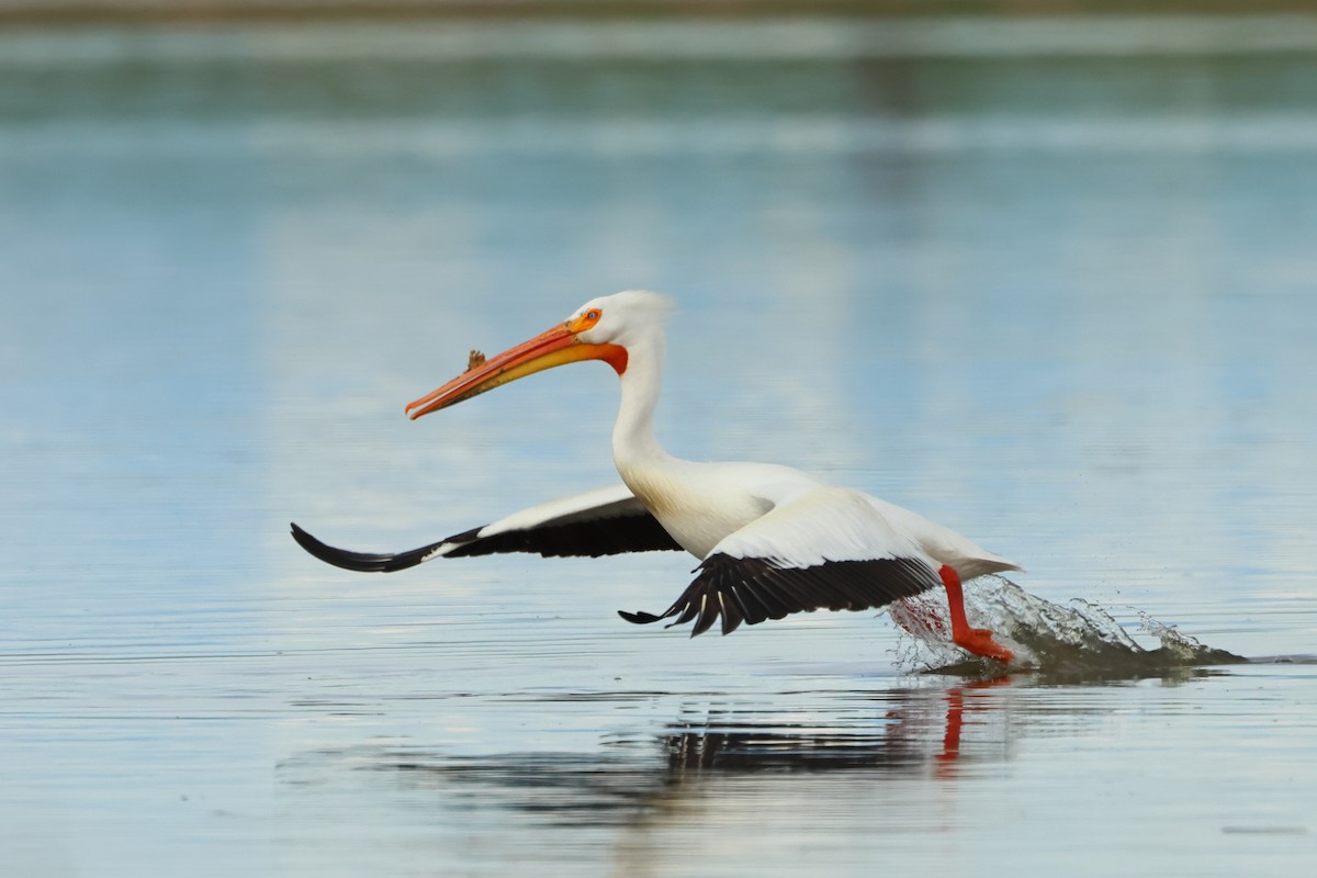 American White Pelican - ML620740517