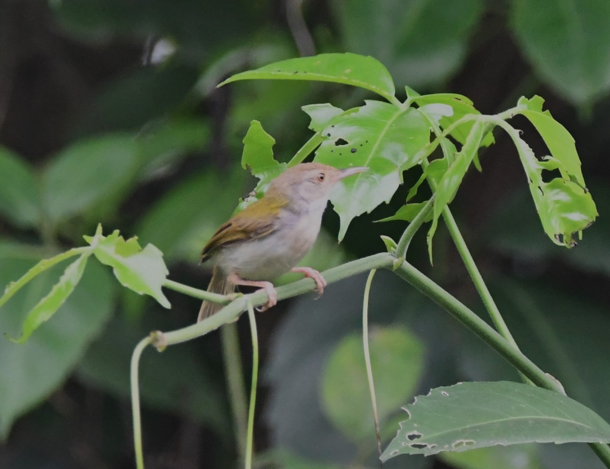 Common Tailorbird - Aishwarya Vijayakumar