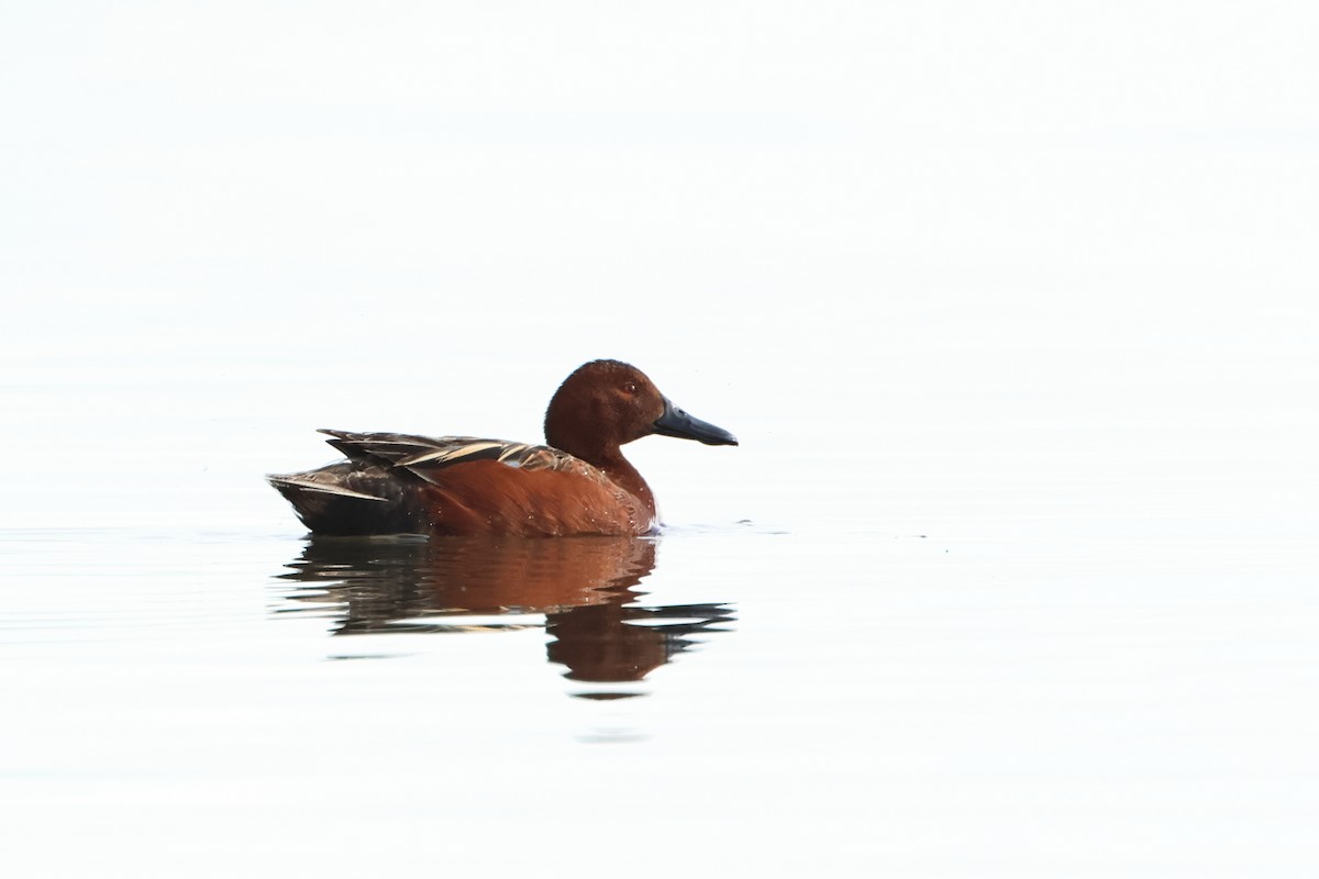 Cinnamon Teal - ML620740523