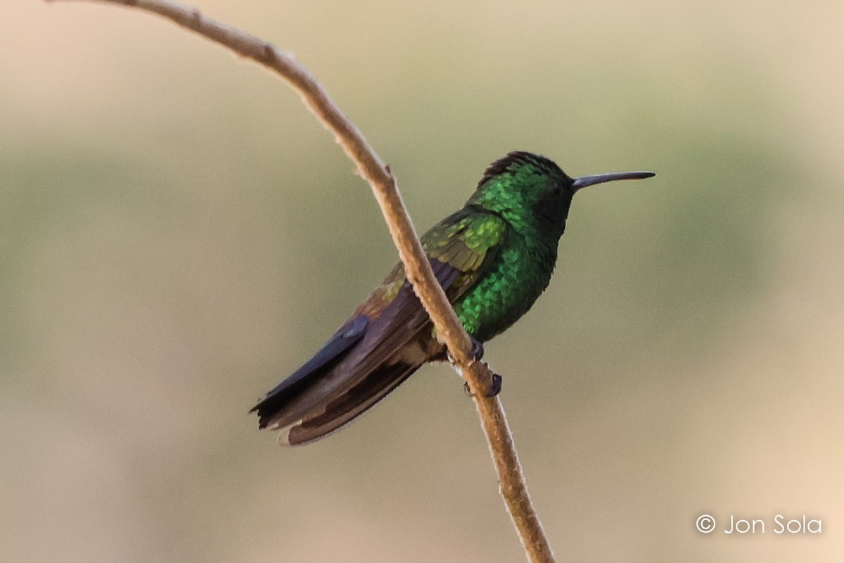 Blue-vented Hummingbird - ML620740526