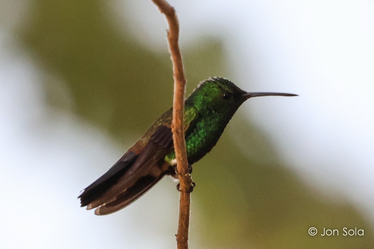 Blue-vented Hummingbird - ML620740532