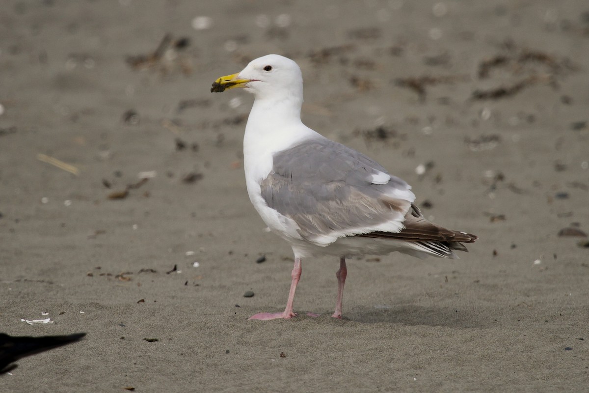 Western x Glaucous-winged Gull (hybrid) - ML620740536