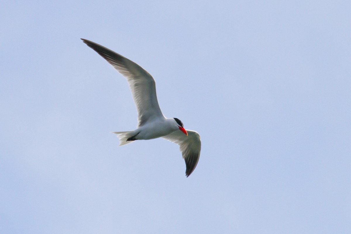 Caspian Tern - ML620740538