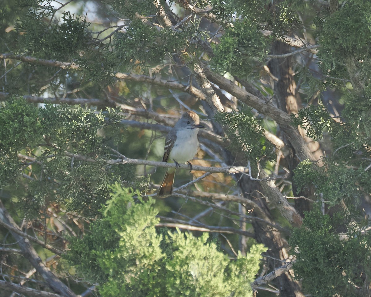 Ash-throated Flycatcher - ML620740542