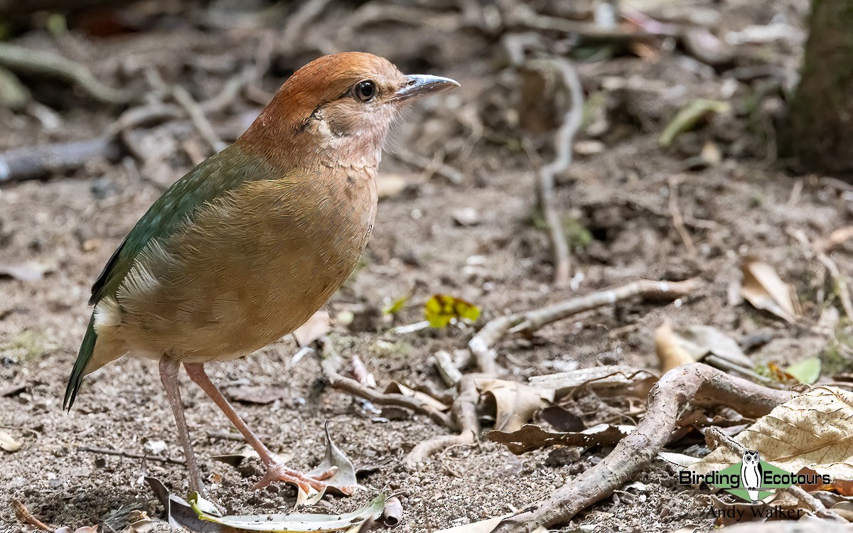 チャガシラヤイロチョウ - ML620740544