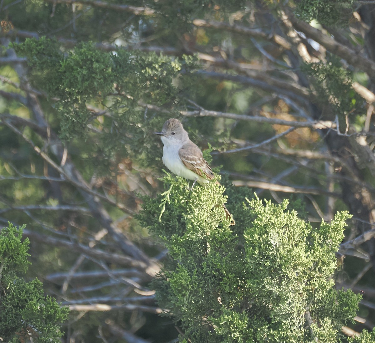 Ash-throated Flycatcher - ML620740551